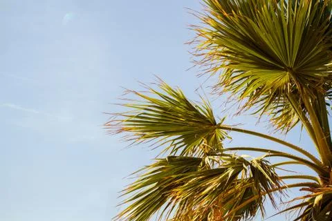 Palm trees Stock Photos