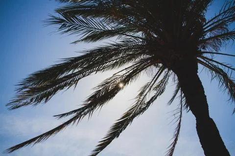 Palm trees Stock Photos