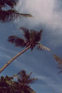 Palm Trees Foto stock