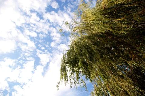 Palm trees Stock Photos