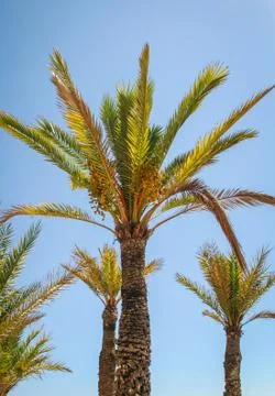 Palm trees Stock Photos