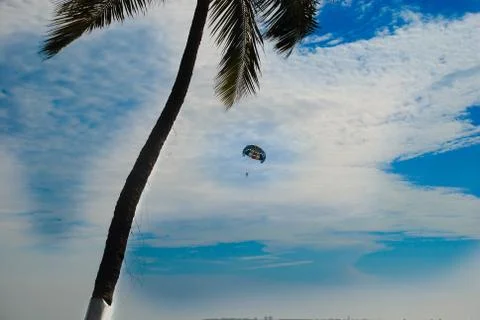 Palm trees Stock Photos