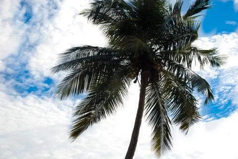 Palm trees Stock Photos