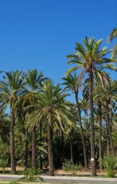 Palm trees Stock Photos