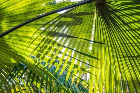 Palm Trees Stock Photos