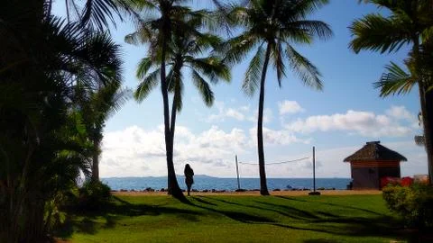 Palm Trees Stock Photos