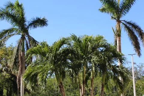 Palm Trees Stock Photos