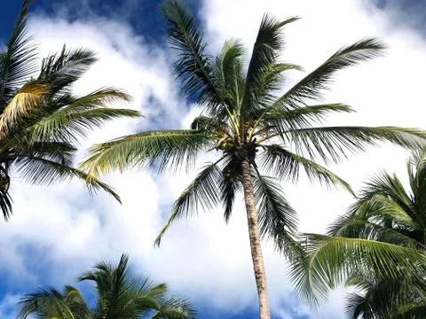 Palm trees Stock Photos
