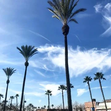 Palm trees Stock Photos
