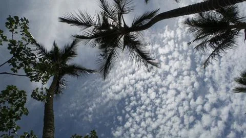 Palm trees Stock Photos