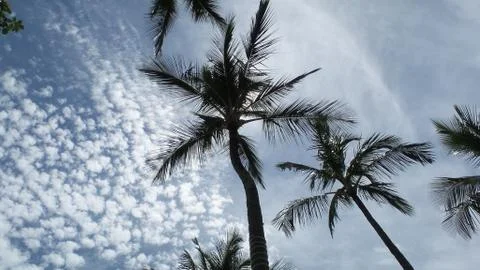 Palm trees Foto stock