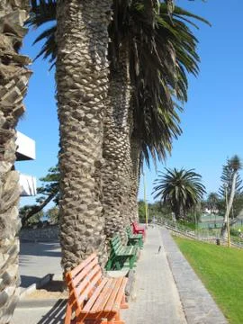 Palm trees Foto stock