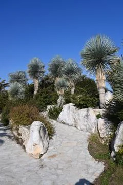 Palm trees Stock Photos