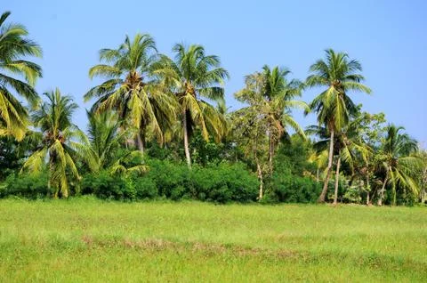 Palm trees 写真素材