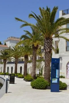 Palm trees Foto stock