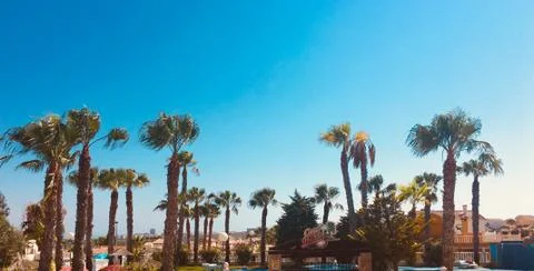 Palm Trees Stockfoto's