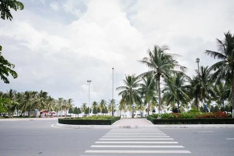 Palm trees 库存照片