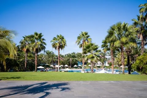 Palm trees 库存照片