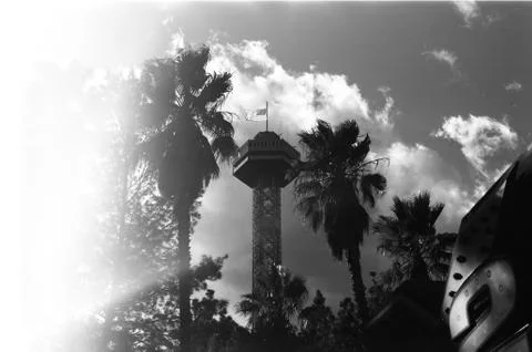 Palm Trees Foto stock