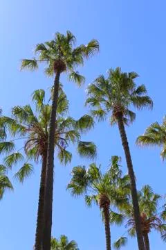 Palm trees Stock Photos