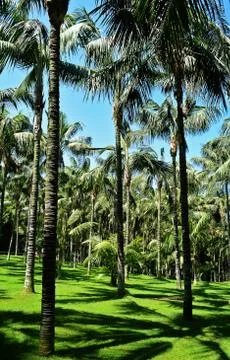 Palm-trees Stock Photos