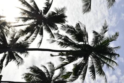 Palm Trees 库存照片