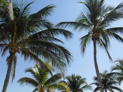 Palm Trees Stock Photos