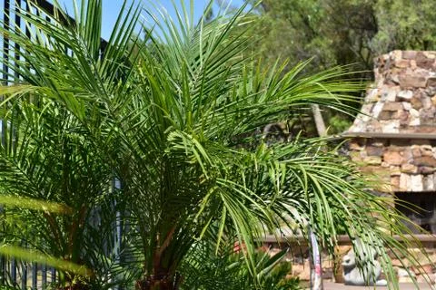 Palm trees 스톡 사진