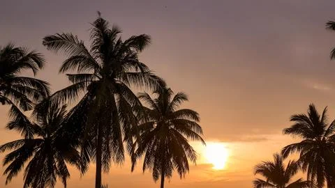 Palm trees Stock Photos