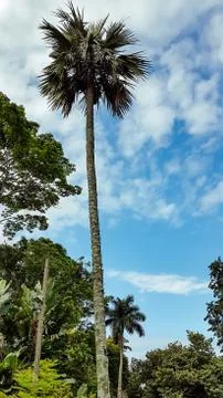 Palm trees Stock Photos