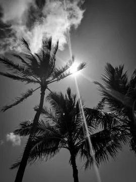 Palm Trees Foto stock