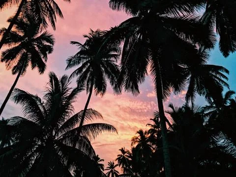 Palm Trees Stock Photos