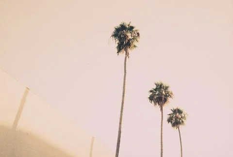 Palm trees 写真素材