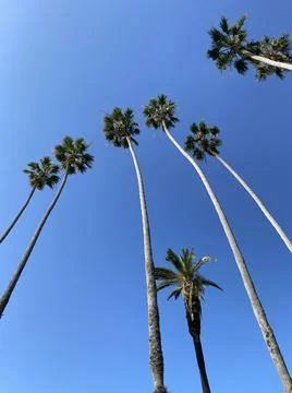 Palm Trees Stock Photos