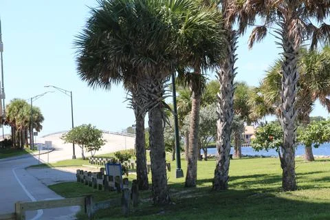 Palm Trees Stock Photos