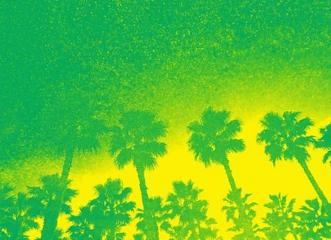 Palm trees 스톡 사진