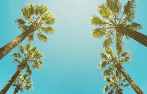 Palm trees 스톡 사진