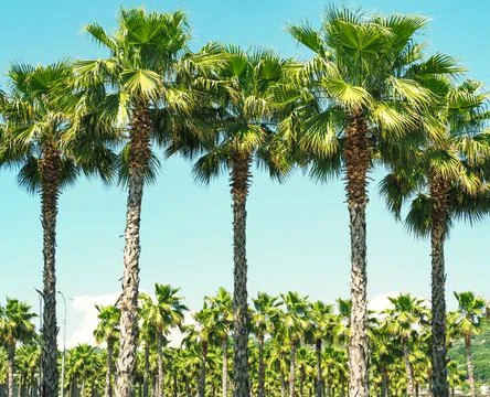 Palm trees Foto stock