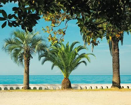 Palm trees 스톡 사진