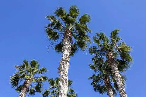 Palm trees 스톡 사진