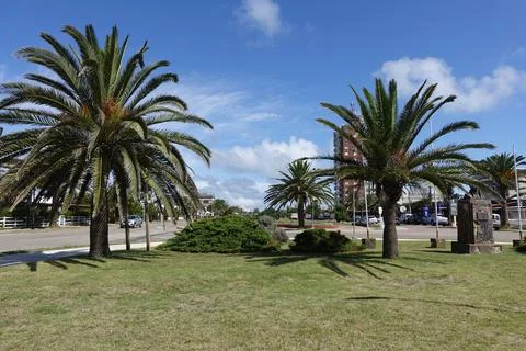 Palm trees Foto stock