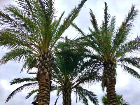 Palm Trees Stock Photos