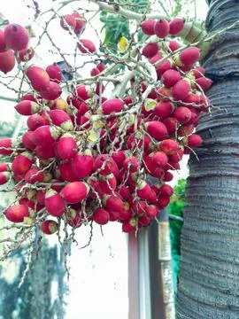 Palm trees Stock Photos
