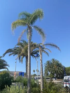 Palm trees Stock Photos