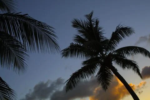 Palm trees. Stock Photos