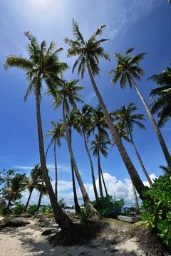 Palm Trees Foto stock