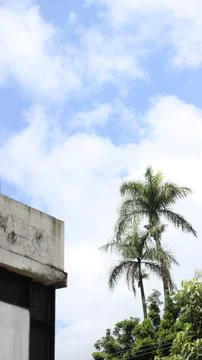 The palm trees 写真素材