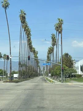 Palm Trees Stock Photos
