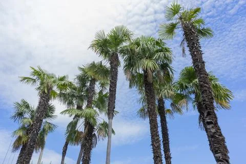 Palm trees Stock Photos