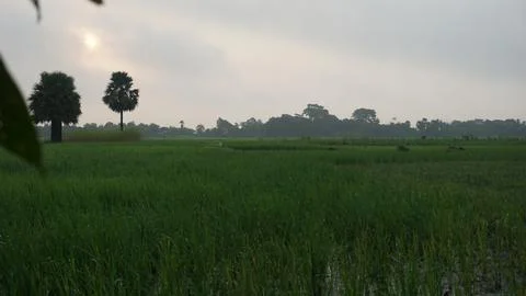 Palm trees Stock Photos